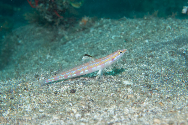 Japanese sand-diving lizardfish