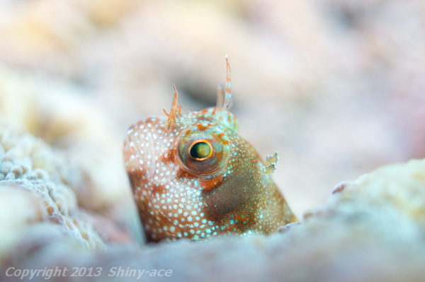 Spotted and barred blenny