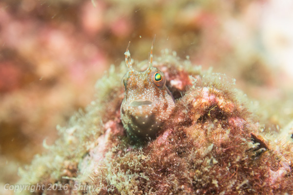 Spotted and barred blenny