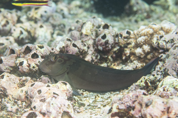 Panamic fanged blenny