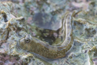 Leaping blenny
