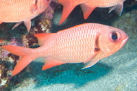 Myripristis soldierfish sp.1