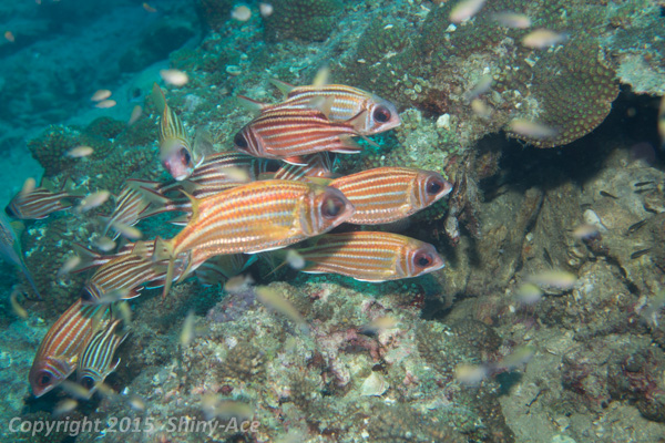 Redcoat squirrelfish