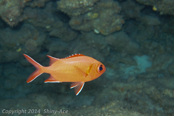 Whitetip soldierfish