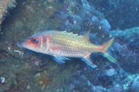 Blackfin squirrelfish