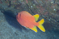 Yellowfin soldierfish