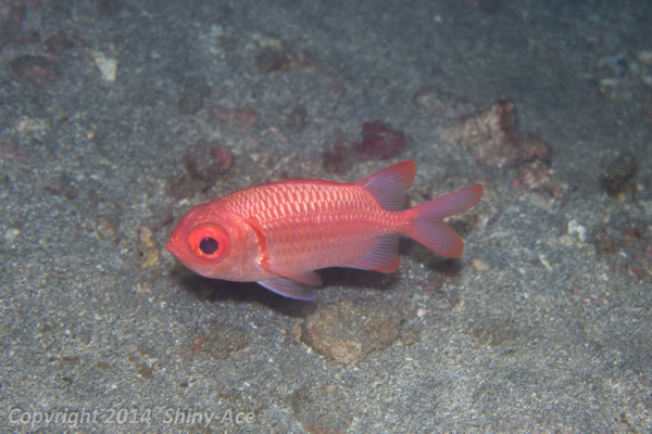 Scarlet soldierfish