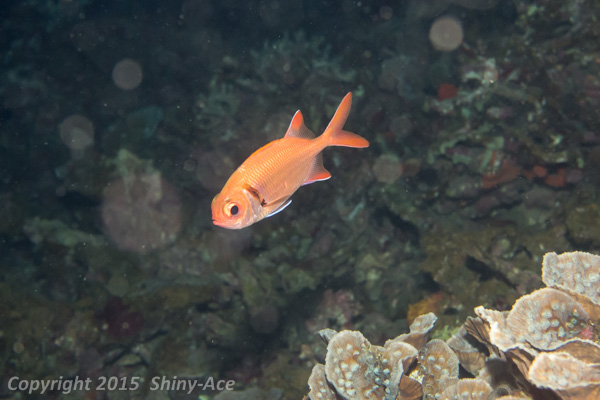 Shoulderbar soldierfish