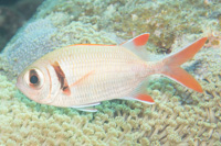 Shoulderbar soldierfish