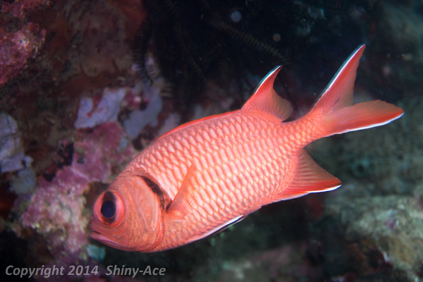 <i>Myripristis kochiensis</i> soldierfish