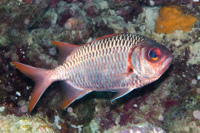Lattice soldierfish