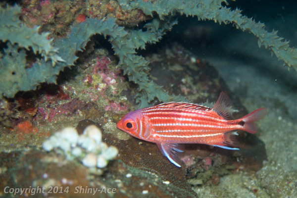 Three-spot squirrelfish