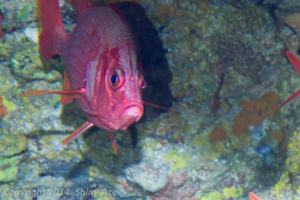 Sabre squirrelfish