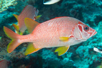 Sabre squirrelfish