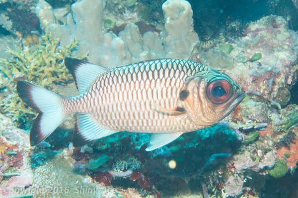 Shadowfin soldierfish