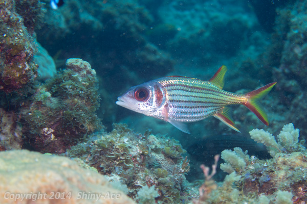 Sammara squirrelfish