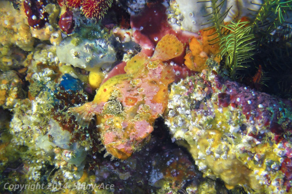Spotfin frogfish