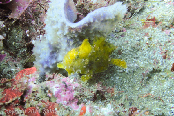 Spotfin frogfish