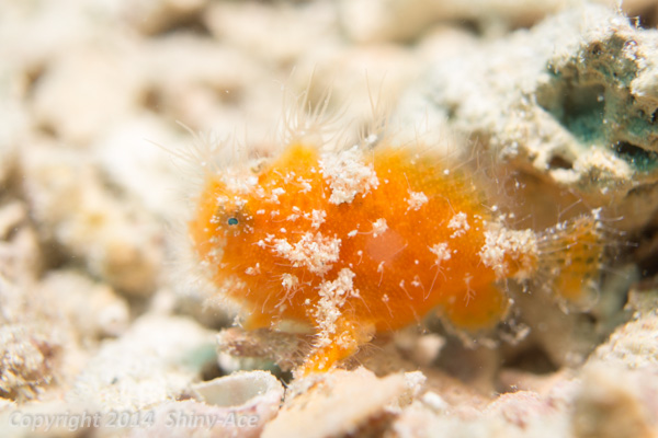 Striated frogfish: hairy variation