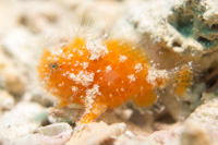 Striated frogfish: hairy ver.