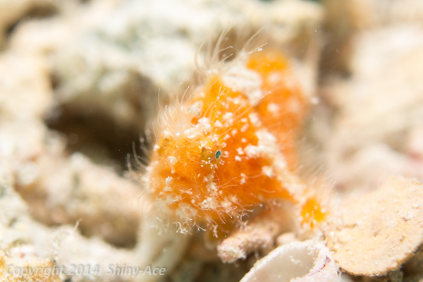 Striated frogfish: hairy variation