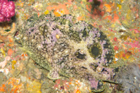 Calico frogfish