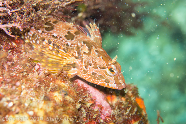 Marbied blenny sculpin