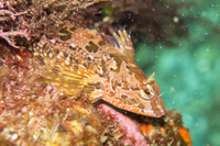 Marbied blenny sculpin