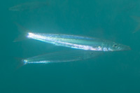 Japanese barracuda