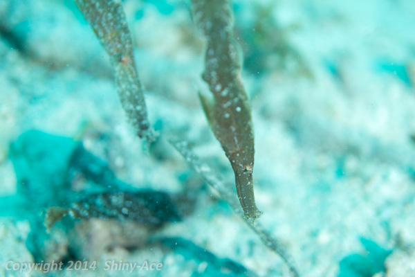 Pobust ghost pipefish