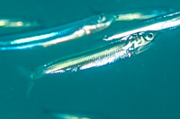 Japanese anchovy