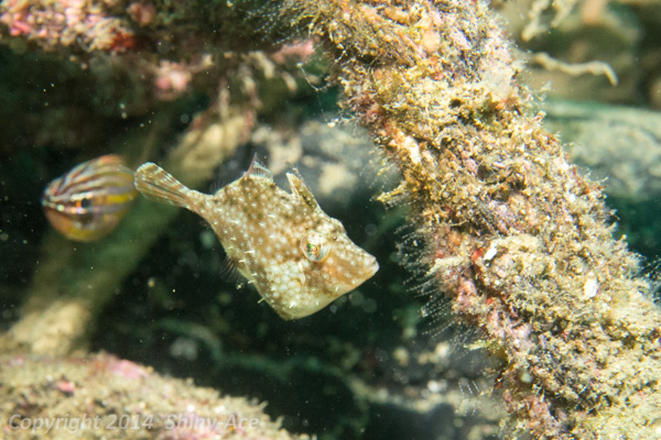Whitespotted pygmy filefish