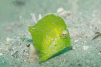 Whitespotted pygmy filefish