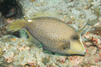 Honeycomb filefish
