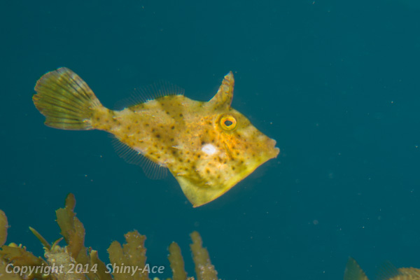 Bristle-tail filefish