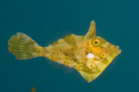 Bristle-tail filefish
