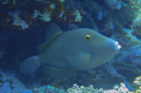 Whitespotted filefish