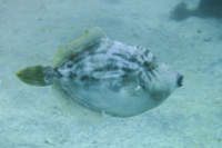 Thread-sail filefish