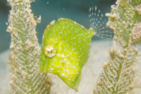 Diamond filefish