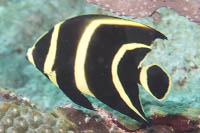 French angelfish: young