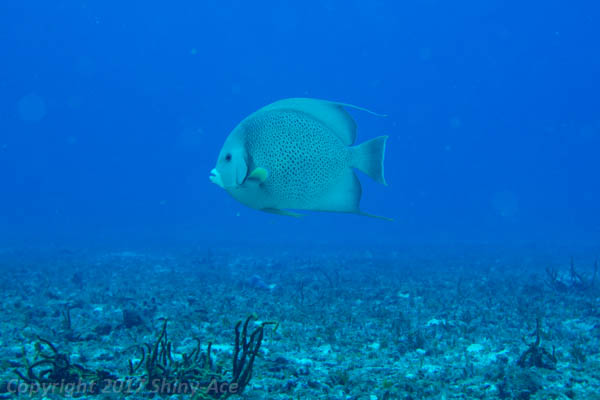 Gray angelfish