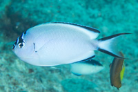 Blackedged angelfish: Female
