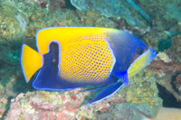 Bluegirdled angelfish