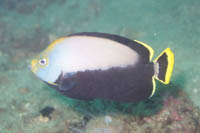 Black-velvet angelfish
