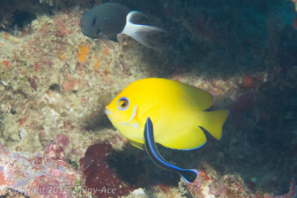 Lemonpeel angelfish