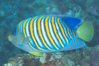 Royal angelfish