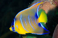 Queen angelfish: young