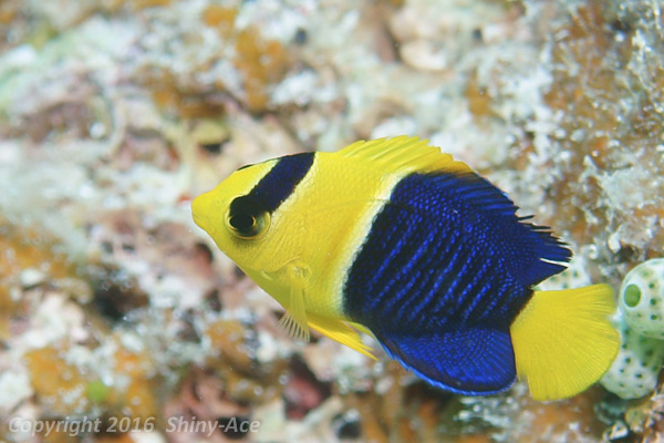 Bicolor angelfish