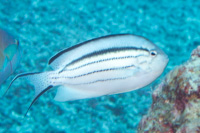 Blackstriped angelfish