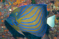 Blue-ringed angelfish